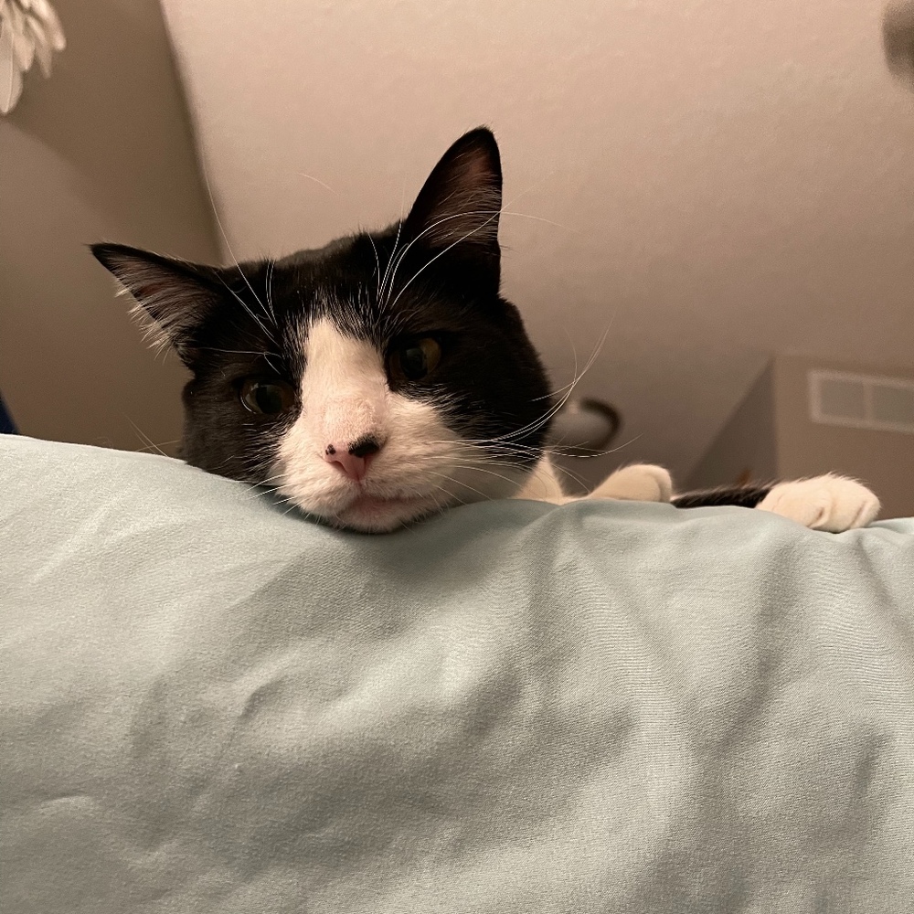 Meet your Posher, Annabelle